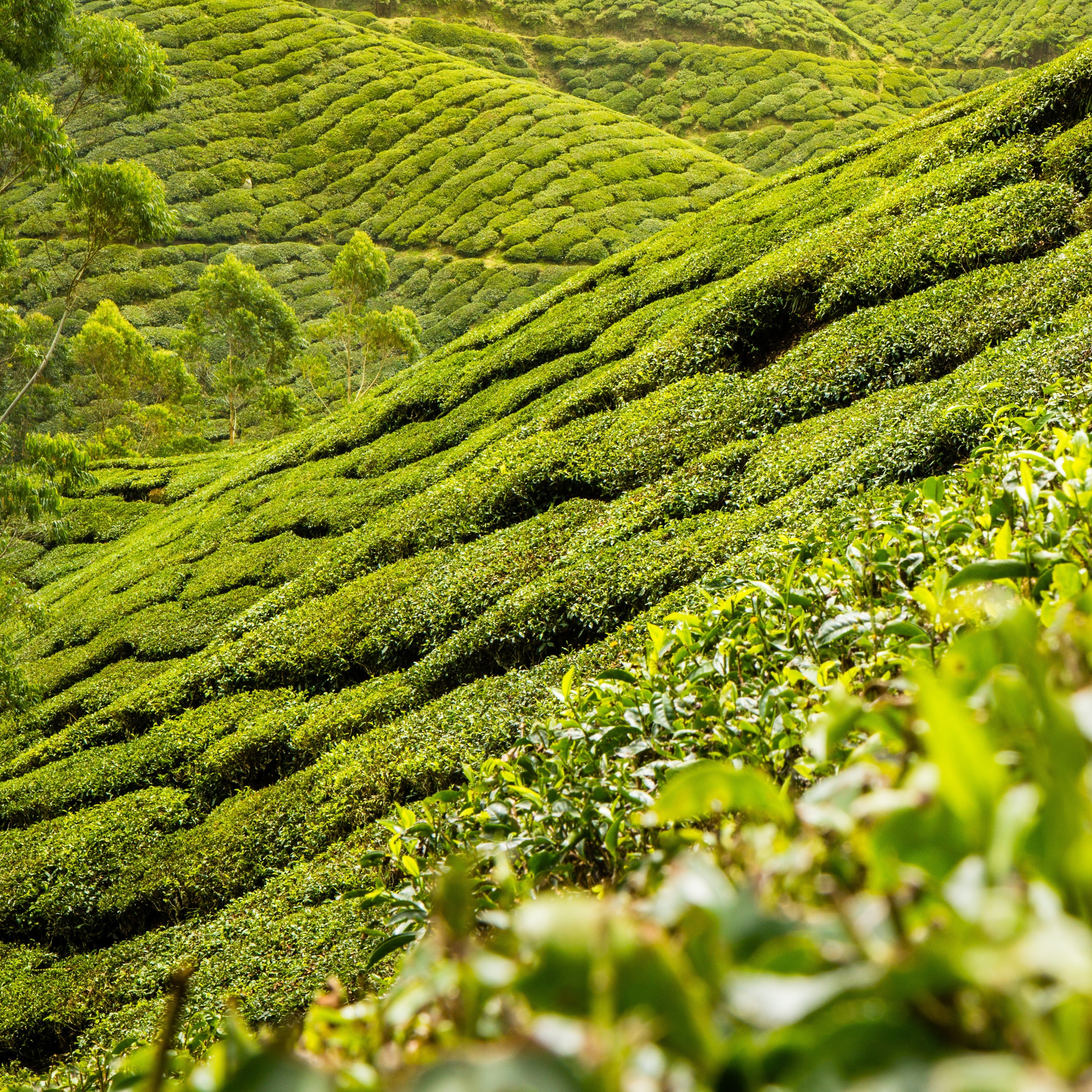 Hogyan válasszuk ki a zöld teát