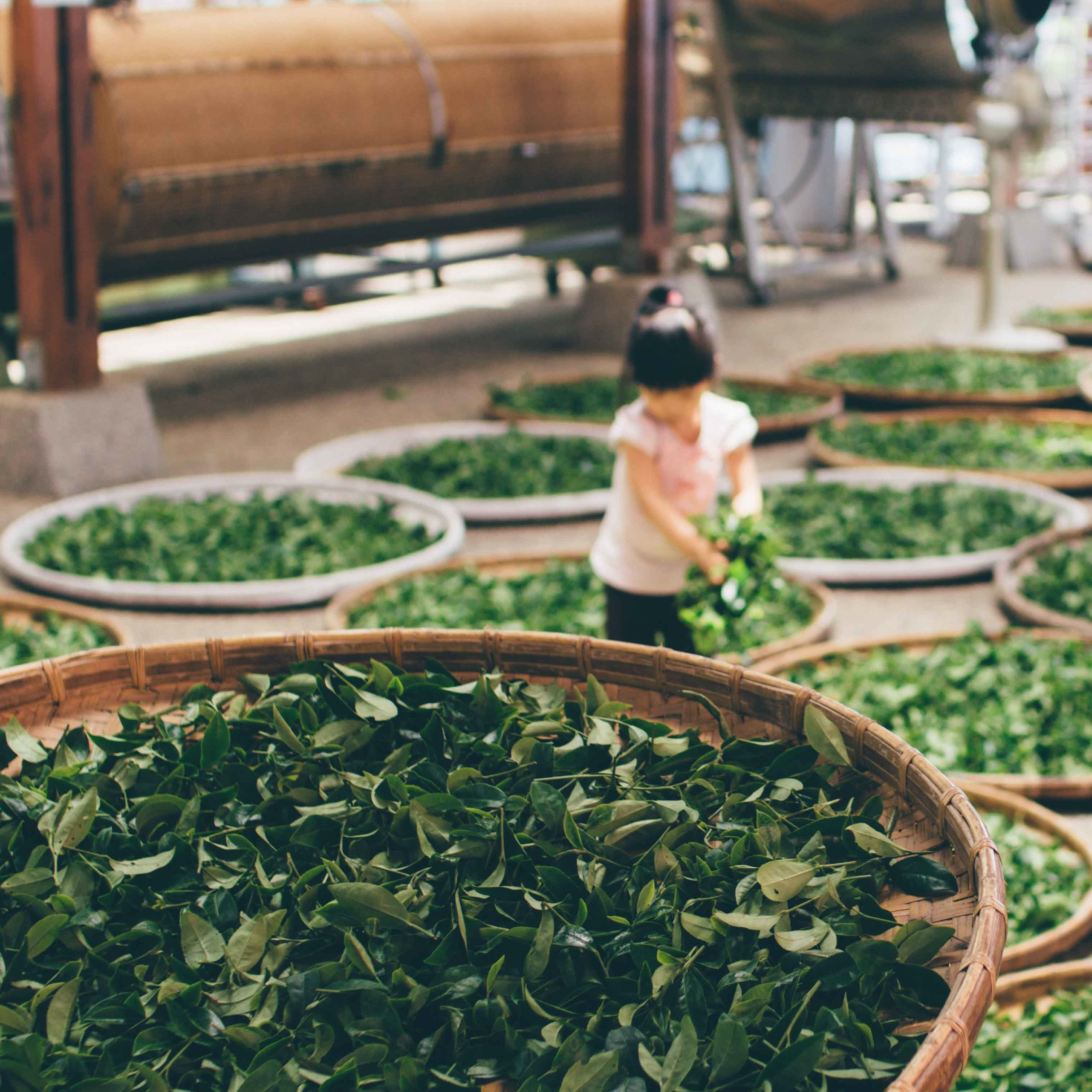 Zöld tea - ismeri a hatásait?